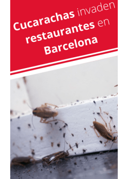 Cucarachas en restaurantes en Barcelona - Remi Hogar