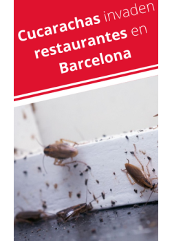 Baratas em restaurantes de Barcelona 