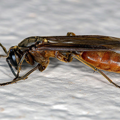 Avispa Papelera (Polistes spp.)