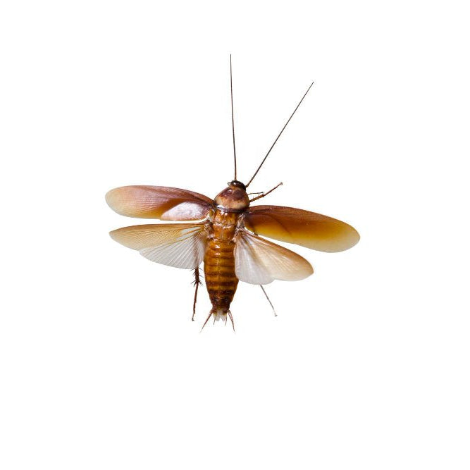 Cómo Eliminar Cucarachas Definitivamente - Remi Hogar