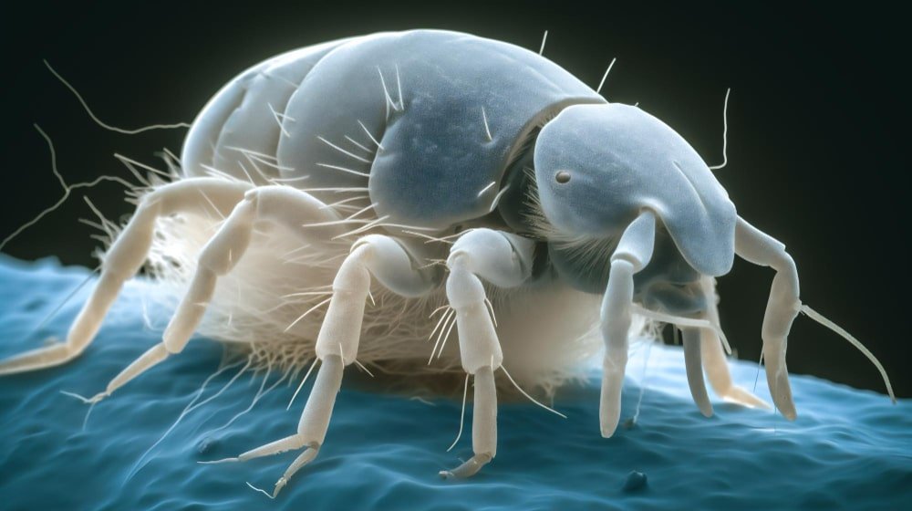 Cómo Eliminar Ácaros de Casa Definitivamente - Remi Hogar