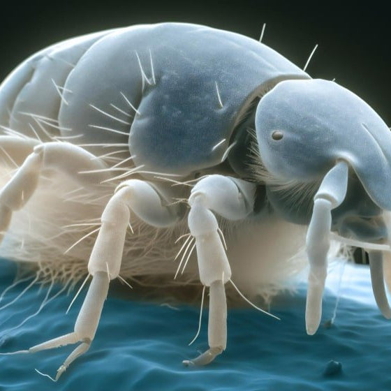 Cómo Eliminar Ácaros de Casa Definitivamente - Remi Hogar