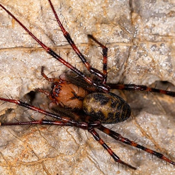 Araña Cavernaria (Meta Menardi)