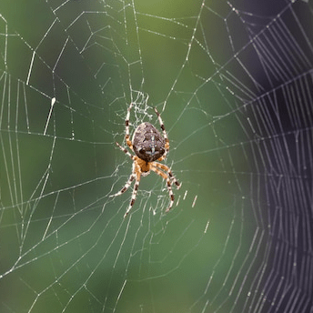 Araña de la Cruz (Araneus Ventricosus)