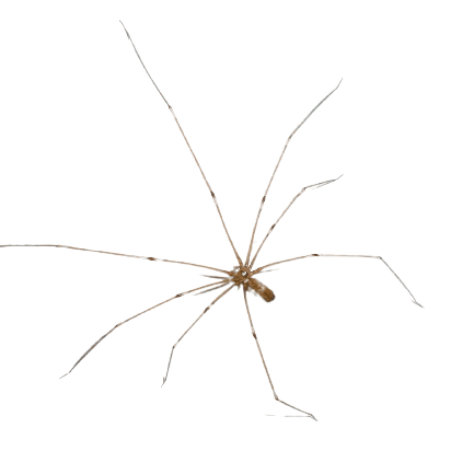 Araña de Patas Largas (Pholcus Phalangioides) - Remi Hogar