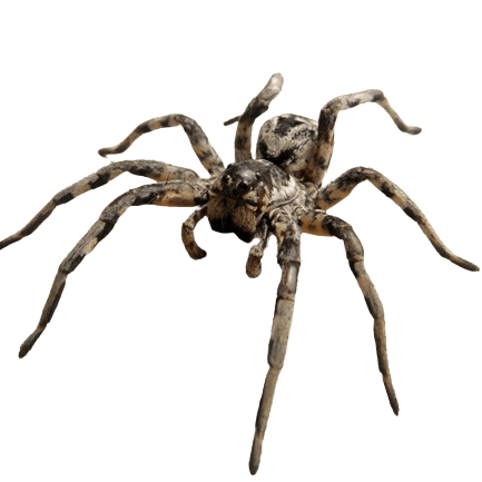 Araña Lobo Lycosa Tarantula