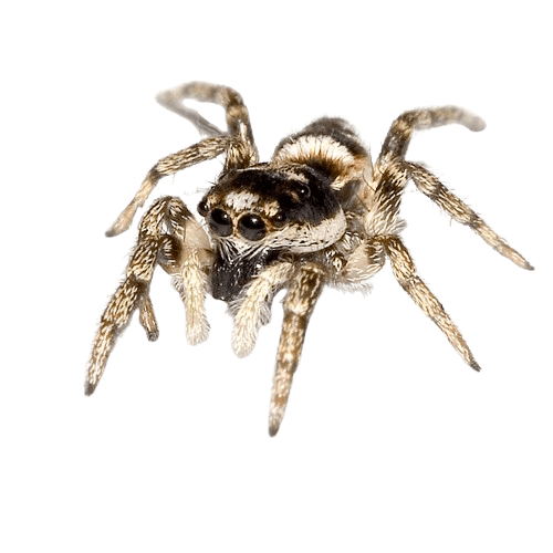 Araña Saltarina (Salticidae)