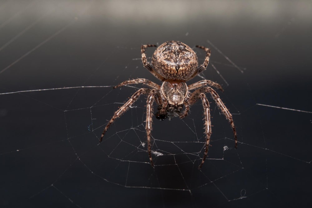 Araña tela de araña