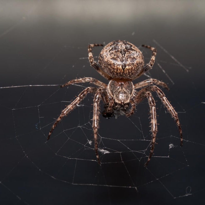 Araña tela de araña