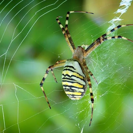 Araña Tigre (Argiope Bruennichi) - Remi Hogar