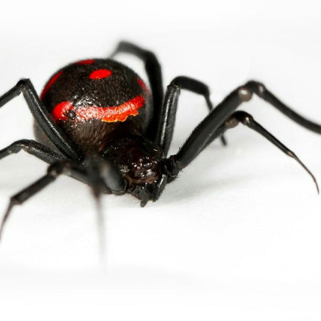 Tipos de Picaduras de Arañas - Remi Hogar