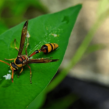 Avispa Alfarera