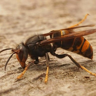 Avispa Asiática (Vespa Velutina) - Remi Hogar