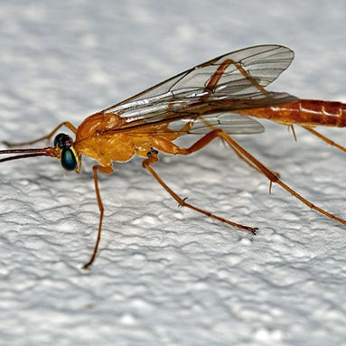 Avispa de Cintura Fina (Ichneumonidae)