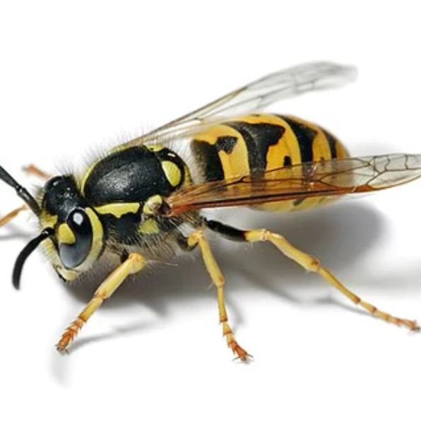 Avispa Germánica (Vespula Germanica) - Remi Hogar