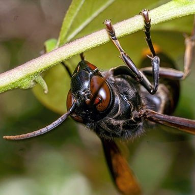 Avispa Negra (Polybia occidentalis) - Remi Hogar