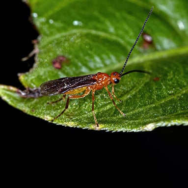 Avispa Parasitoide Braconidae