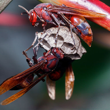 Avispa Roja