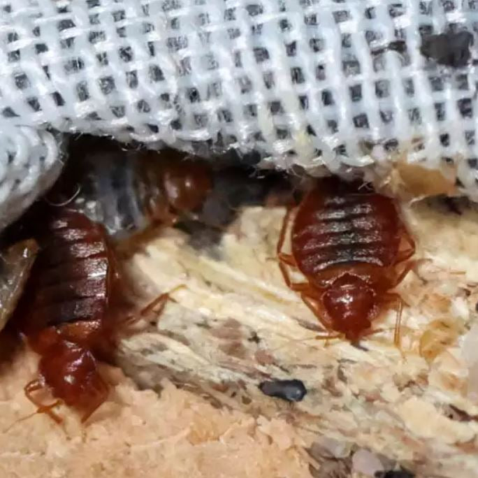 Mejores Productos Anti Chinches Para Hoteles - Remi Hogar