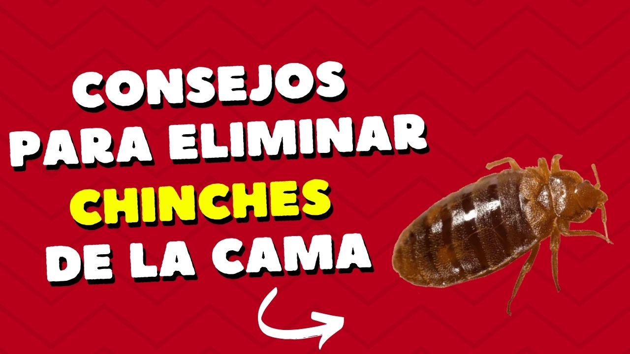 chinche cama insecto