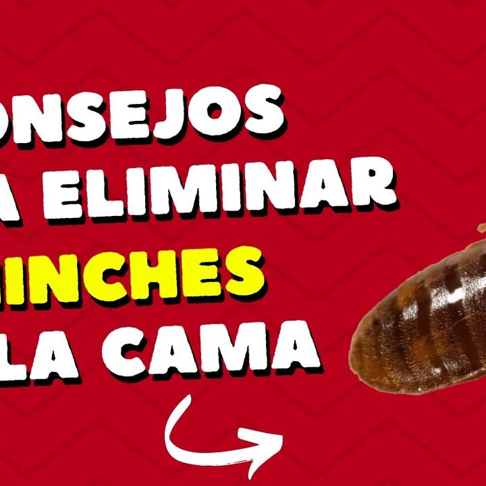 Cómo ELIMINAR los Huevos de las Chinches de Cama - Remi Hogar