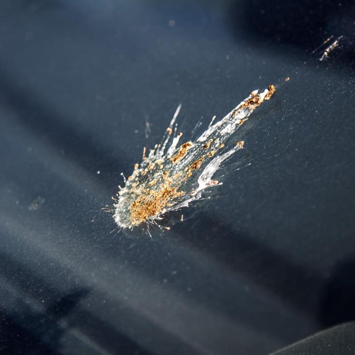 Evitar Excrementos de Paloma - Remi Hogar