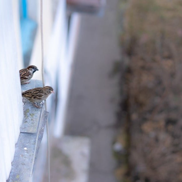 Cómo Ahuyentar Gorriones: Métodos Efectivos y Consejos - Remi Hogar