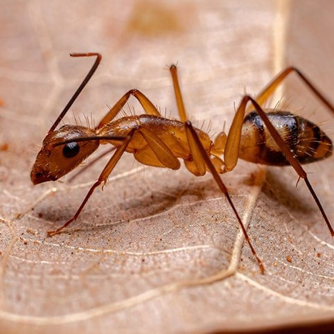 Como Eliminar Hormigas Diminutas - Remi Hogar