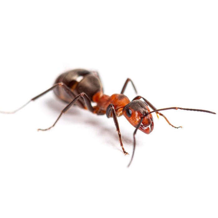 Te Explicamos Cómo Eliminar Hormigas Definitivamente - Remi Hogar