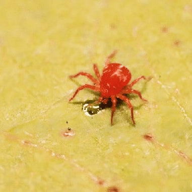 Araña Roja