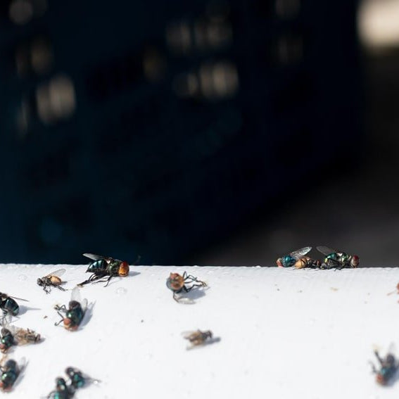 Expertos en Matamoscas Eléctrico - Remi Hogar