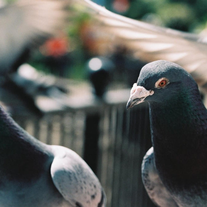 Mejores ahuyentadores para palomas