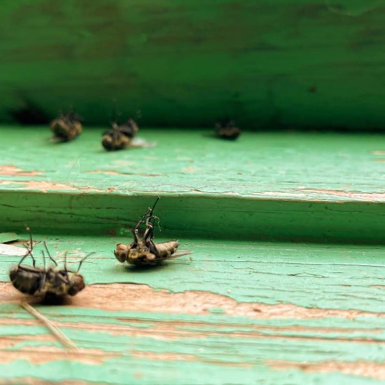 Cómo Eliminar Moscas - Remi Hogar