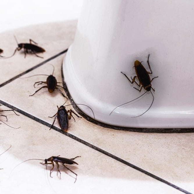 Cómo Encontrar los Nidos de Cucarachas y Eliminarlos - Remi Hogar