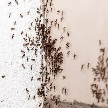 Cómo Encontrar Nidos de Hormigas en Casa - Remi Hogar