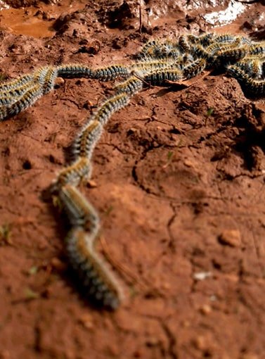 Época de la Oruga Procesionaria - Remi Hogar
