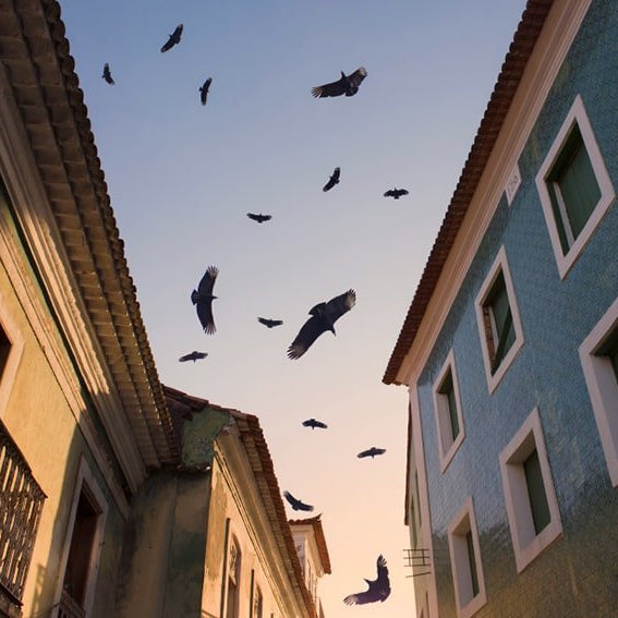 Control de Aves - Remi Hogar