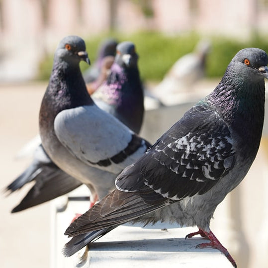 Ahuyentar palomas casa