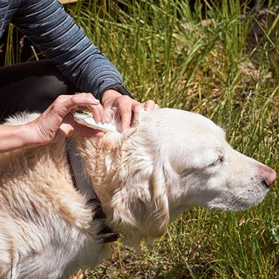 Cómo Eliminar las Pulgas de mi Perro - Remi Hogar