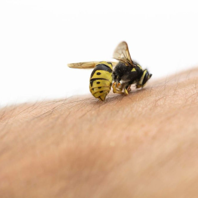 Qué Hacer Ante una Picadura de Avispa SOLUCIONES - Remi Hogar