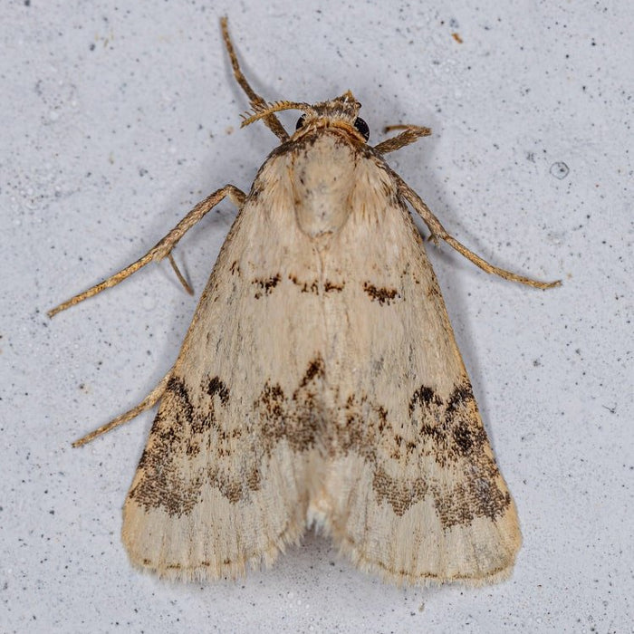 Cómo Deshacerse de las Polillas de la Ropa - Remi Hogar