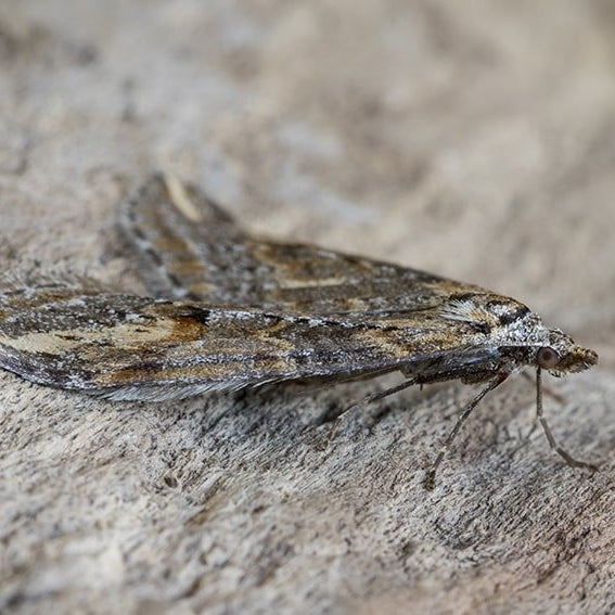 ¿Cómo Eliminar Polillas en Casa de Manera Efectiva? - Remi Hogar