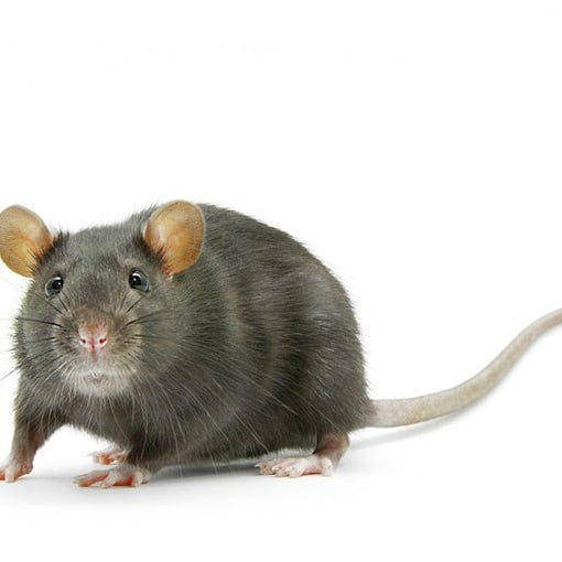 Raticidas y otros Productos  para el sector Hotelero Infórmate Bien - Remi Hogar