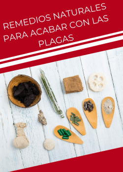 Remedios naturales para acabar con las plagas - Remi Hogar