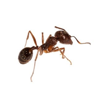 Insecticidas: Anti Plagas - Remi Hogar