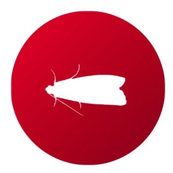 Polilla de la Harina - Remi Hogar