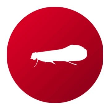 Polilla de la Ropa - Remi Hogar