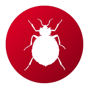 Productos para Eliminar Chinches - Remi Hogar