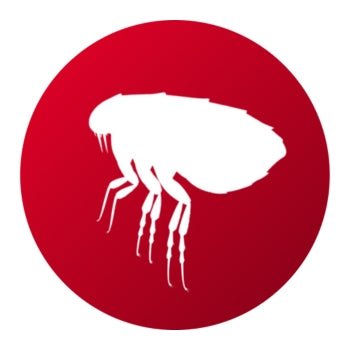 Productos para Eliminar Pulgas - Remi Hogar