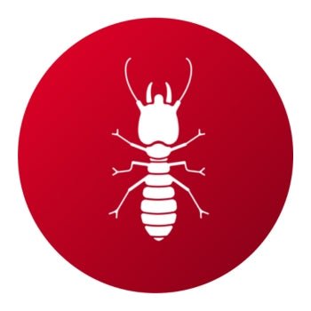 Productos para Eliminar Termitas - Remi Hogar